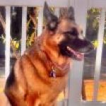 Profile picture of Shepherd Dawg